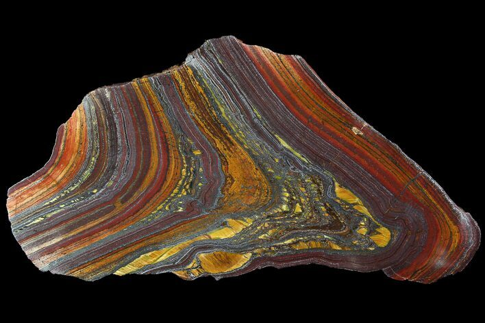 Polished Tiger Iron Stromatolite - ( Billion Years) #92960